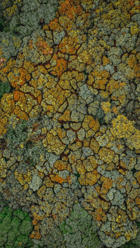 Vibrant aerial shot of a forest canopy with autumn hues, showcasing nature's beauty.