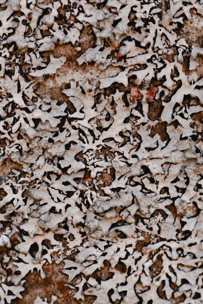 Close-up of textured wall with decaying lichen, capturing natural decay patterns outdoors.