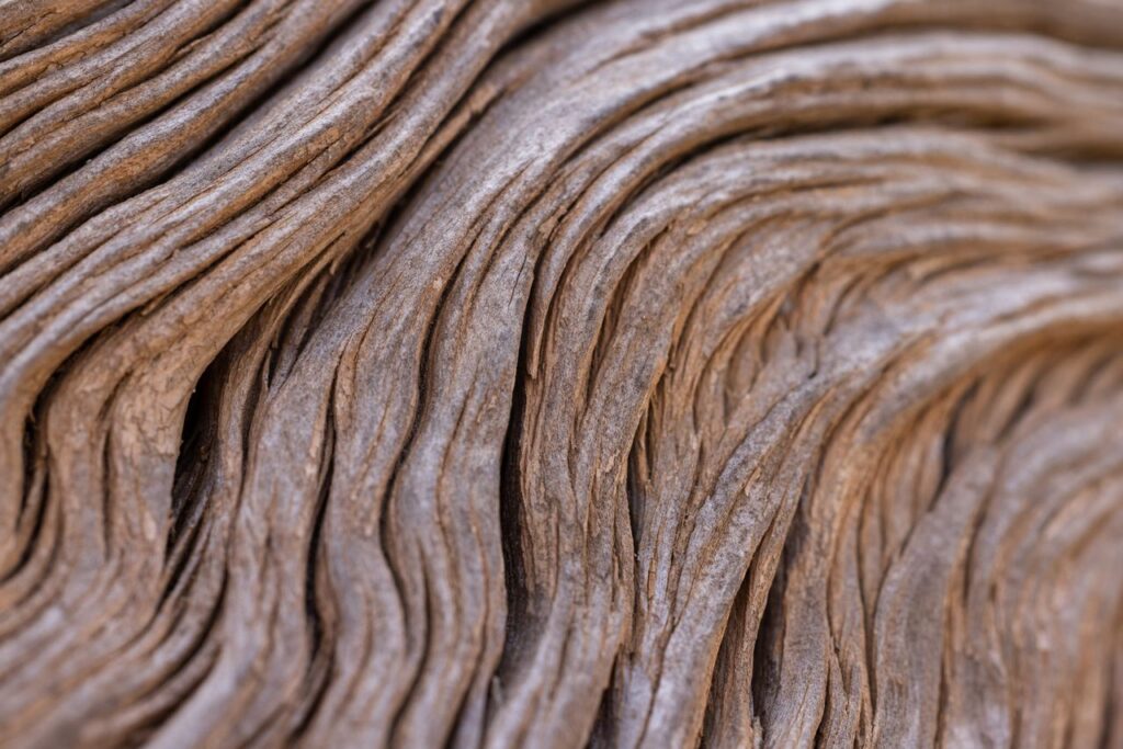 Detailed close-up of natural wooden texture showcasing intricate curves and grooves.